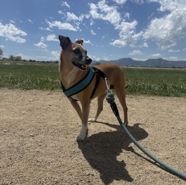 1561DC9F-53C9-49A8-B6DE-059F84B686F6_1_105_c